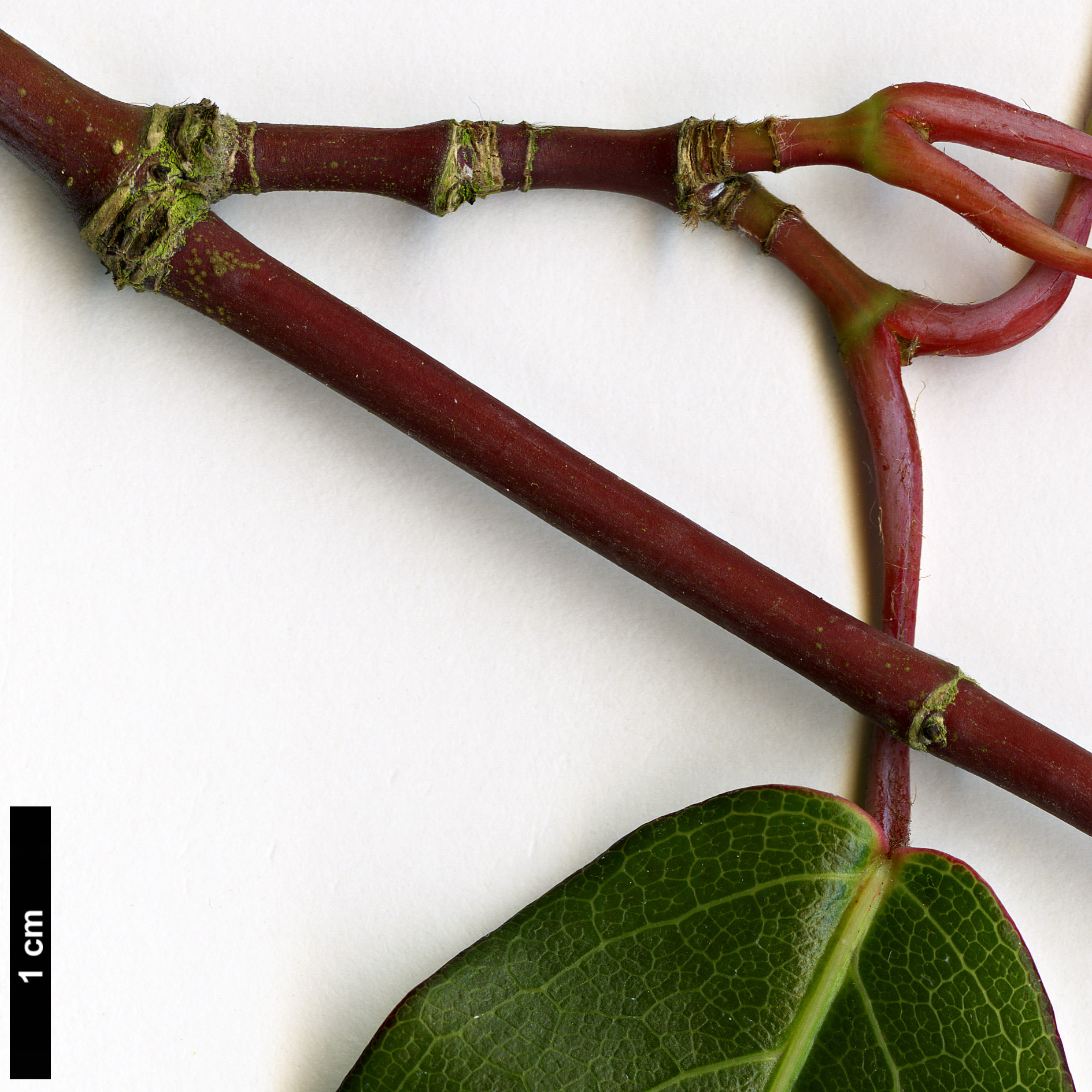 High resolution image: Family: Sapindaceae - Genus: Acer - Taxon: laevigatum